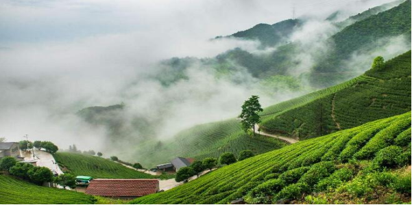 西双版纳州勐海县南糯山古茶园景区